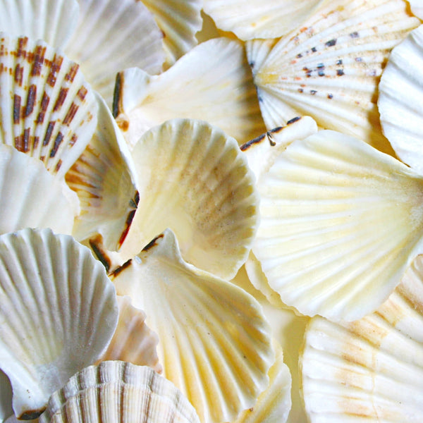 Creamy Beige and Brown Scallop Shells - 1 Kg